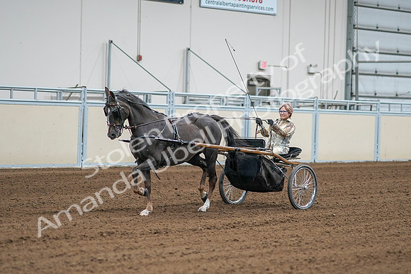2020 - AB Morgan Horse - Sat, Sept 05 - 05989