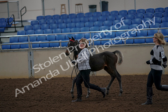 2019 Morgan Horse Show - Aug 30, 2019 - 24732