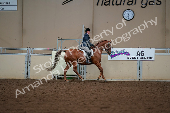 2019 Morgan Horse Show - Aug 30, 2019 - 22481