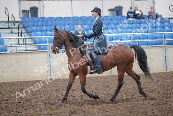 2019 Morgan Horse Show - Aug 31, 2019 - 18024