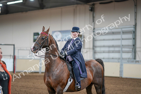 2020 - AB Morgan Horse - Fri, Sept 04 - 08134