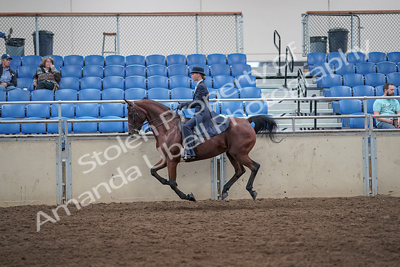 2019 Morgan Horse Show - Aug 31, 2019 - 08772
