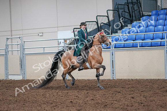 2020 - AB Morgan Horse - Sat, Sept 05 - 13858