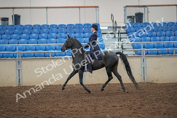 2019 Morgan Horse Show - Aug 30, 2019 - 12188