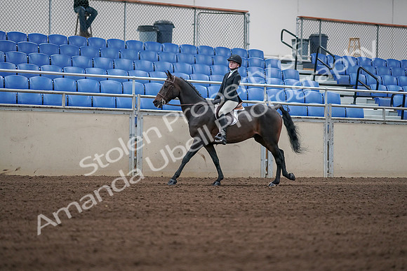 2019 Morgan Horse Show - Sept 01, 2019 - 03748