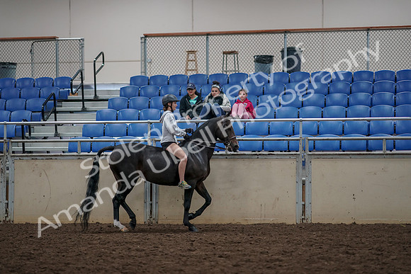 2019 Morgan Horse Show - Aug 30, 2019 - 31397