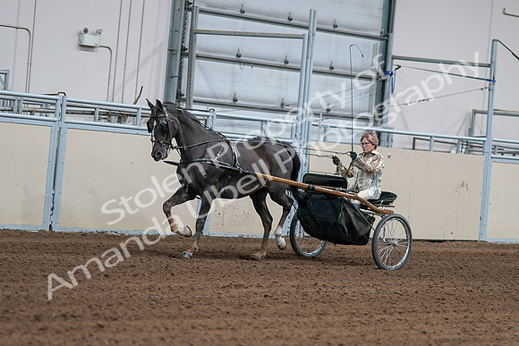2020 - AB Morgan Horse - Sat, Sept 05 - 05868