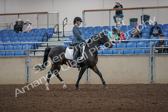 2019 Morgan Horse Show - Aug 31, 2019 - 07448