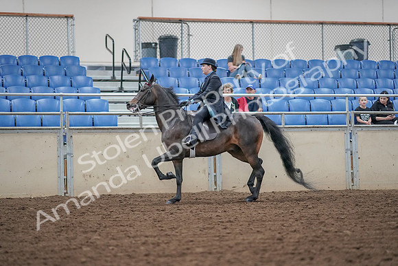 2019 Morgan Horse Show - Aug 30, 2019 - 15545