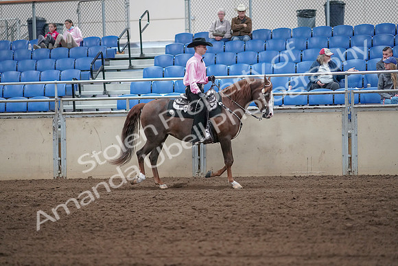 2019 Morgan Horse Show - Sept 01, 2019 - 07153