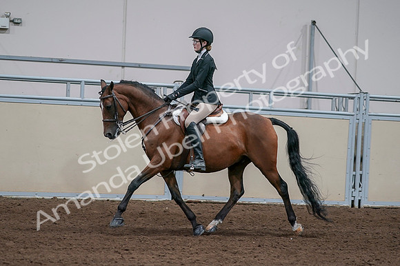 2020 - AB Morgan Horse - Fri, Sept 04 - 05940