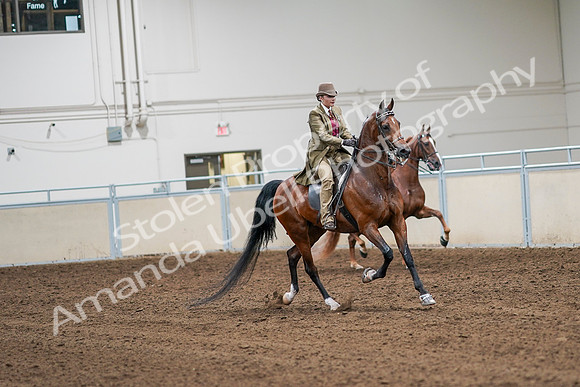 2020 - AB Morgan Horse - Sat, Sept 05 - 08215
