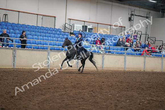2019 Morgan Horse Show - Aug 30, 2019 - 12315