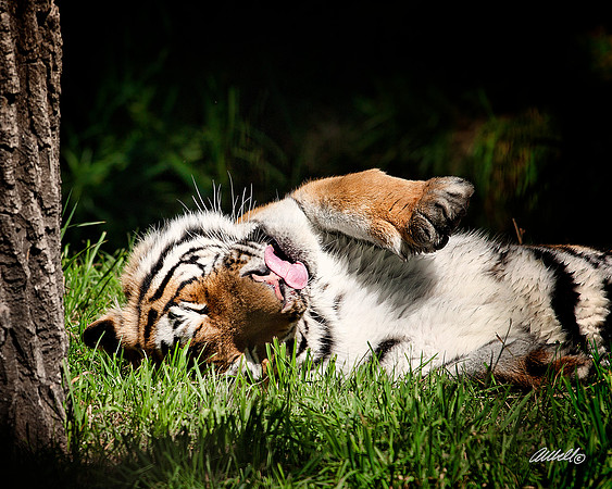 Big Cats - 005