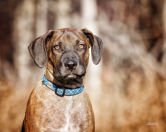 Dogs and Cats - 056