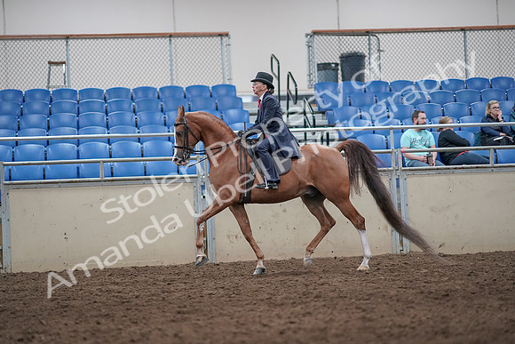 2019 Morgan Horse Show - Aug 31, 2019 - 08666