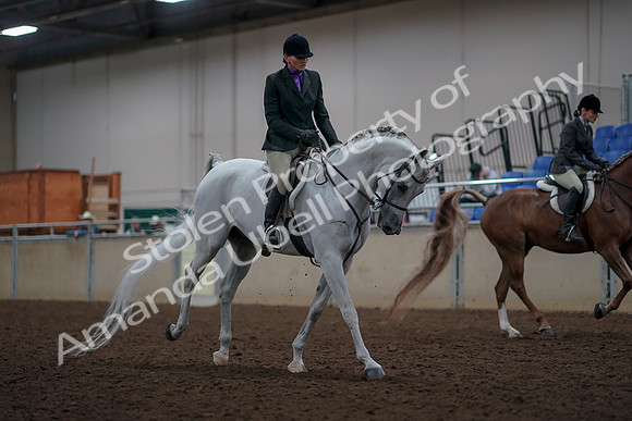 2019 Morgan Horse Show - Aug 31, 2019 - 16108