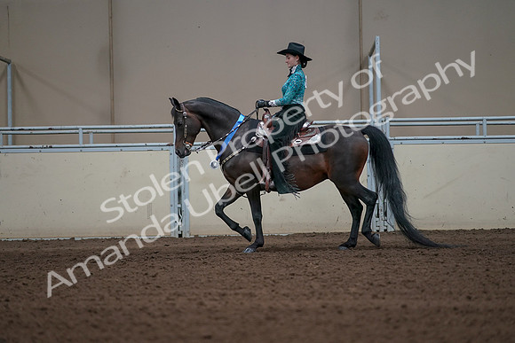2019 Morgan Horse Show - Sept 01, 2019 - 07320