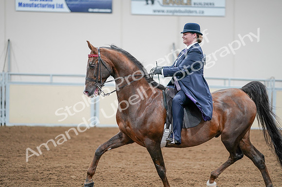 2020 - AB Morgan Horse - Fri, Sept 04 - 08229