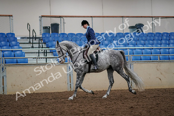 2019 Morgan Horse Show - Aug 30, 2019 - 22270