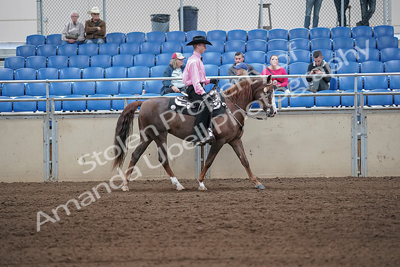 2019 Morgan Horse Show - Sept 01, 2019 - 07165