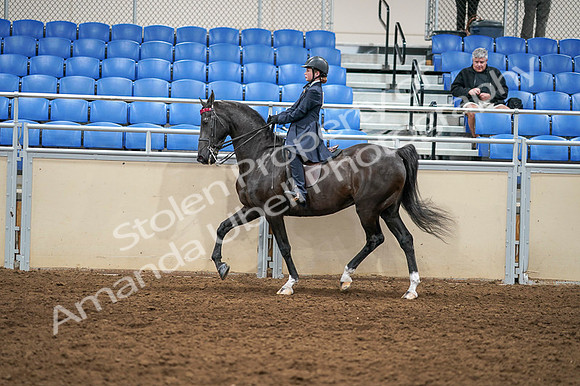 2020 - AB Morgan Horse - Fri, Sept 04 - 02994