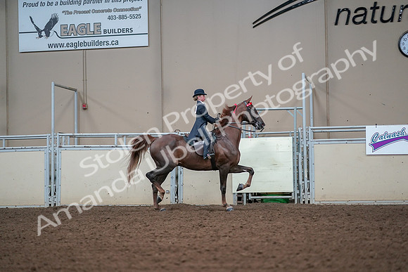 2019 Morgan Horse Show - Aug 30, 2019 - 17974