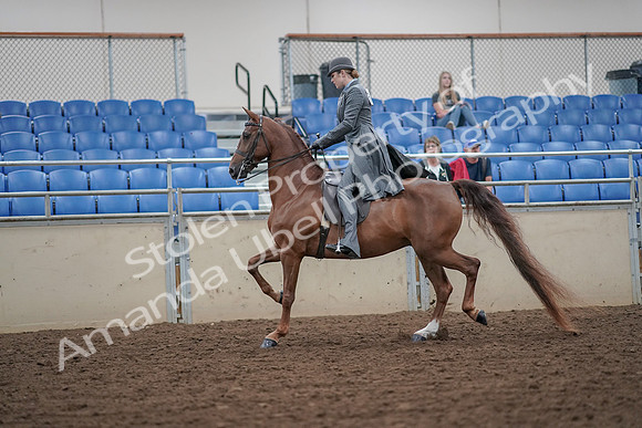 2019 Morgan Horse Show - Aug 30, 2019 - 15370