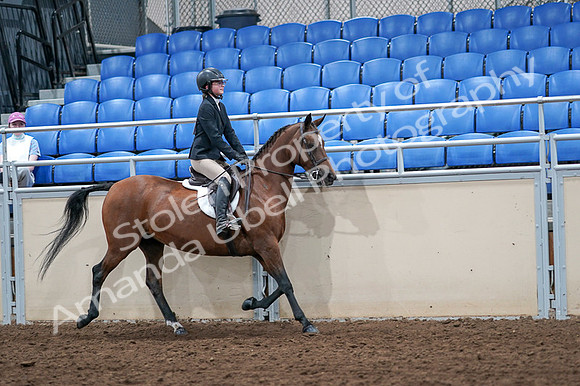 2020 - AB Morgan Horse - Fri, Sept 04 - 02184