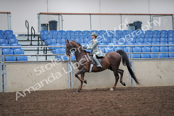 2019 Morgan Horse Show - Aug 30, 2019 - 17868