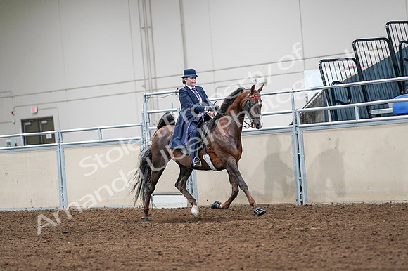 2020 - AB Morgan Horse - Fri, Sept 04 - 08067
