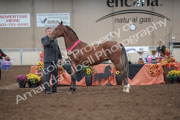 2019 Morgan Horse Show - Aug 31, 2019 - 00295