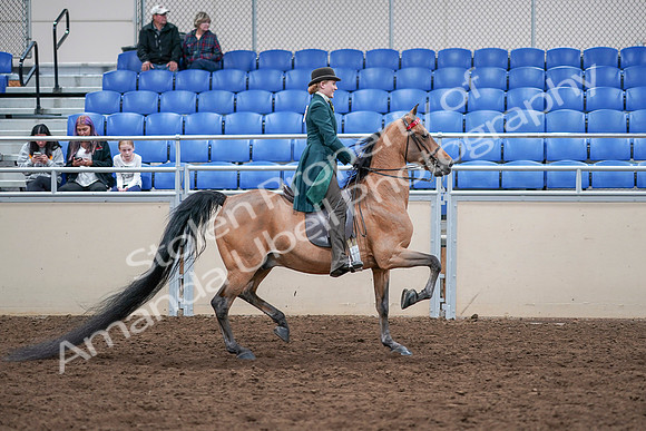 2020 - AB Morgan Horse - Sat, Sept 05 - 13902