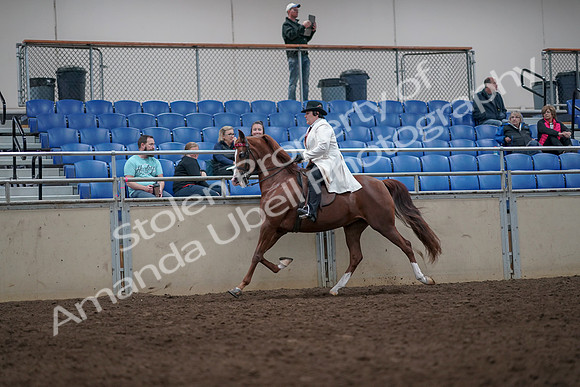 2019 Morgan Horse Show - Aug 31, 2019 - 08672