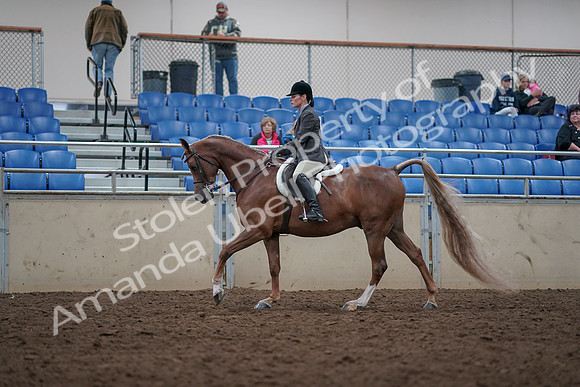 2019 Morgan Horse Show - Aug 31, 2019 - 16003