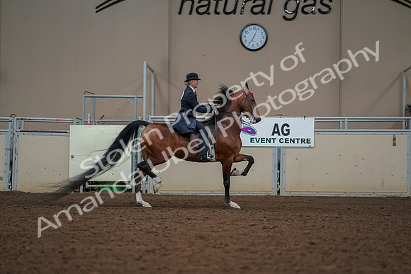 2019 Morgan Horse Show - Aug 30, 2019 - 25228