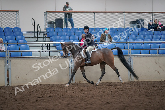 2019 Morgan Horse Show - Aug 31, 2019 - 15879
