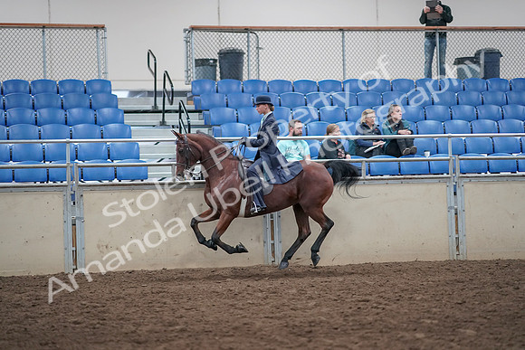 2019 Morgan Horse Show - Aug 31, 2019 - 08763