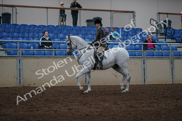 2019 Morgan Horse Show - Sept 01, 2019 - 08632