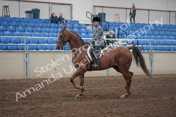 2019 Morgan Horse Show - Sept 01, 2019 - 12157