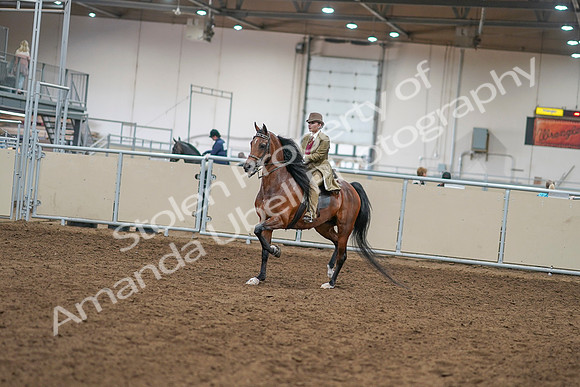 2020 - AB Morgan Horse - Sat, Sept 05 - 07919