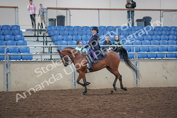 2019 Morgan Horse Show - Aug 31, 2019 - 08844