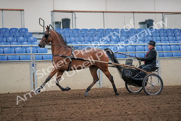 2019 Morgan Horse Show - Aug 30, 2019 - 13196