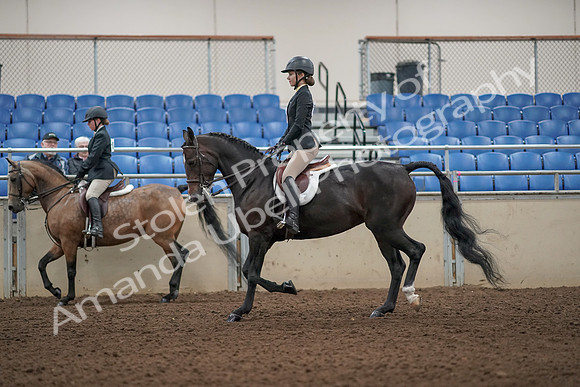 2019 Morgan Horse Show - Aug 31, 2019 - 04849