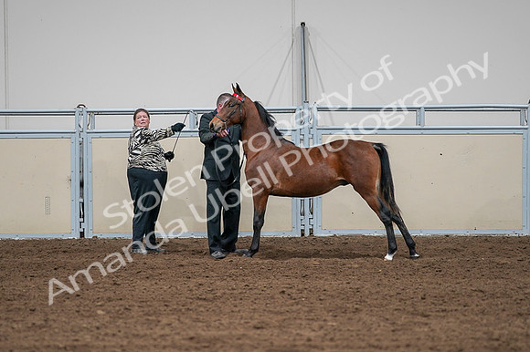 2020 - AB Morgan Horse - Fri, Sept 04 - 07624