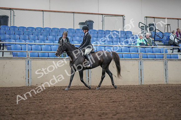 2019 Morgan Horse Show - Aug 30, 2019 - 14879