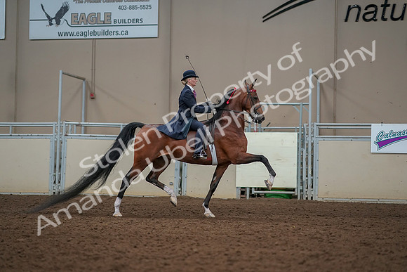 2019 Morgan Horse Show - Aug 30, 2019 - 25300