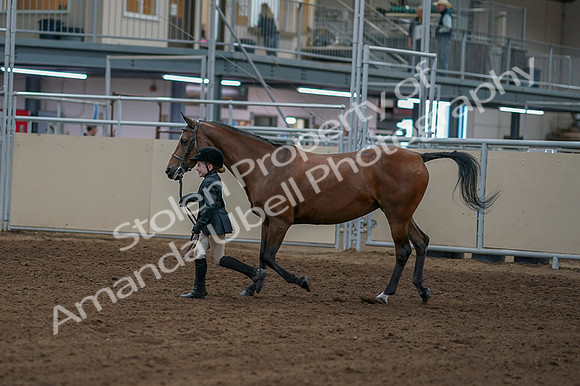 2020 - AB Morgan Horse - Fri, Sept 04 - 00752
