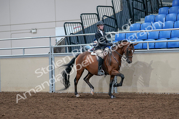 2020 - AB Morgan Horse - Fri, Sept 04 - 06100