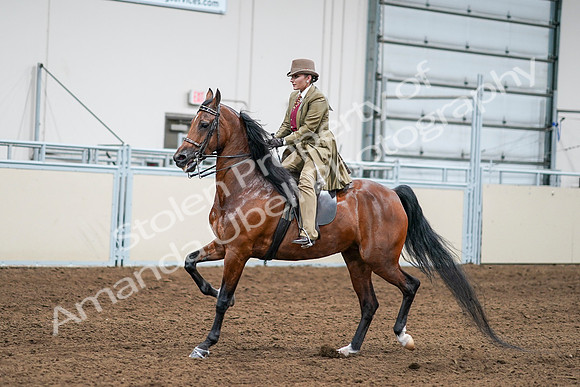 2020 - AB Morgan Horse - Sat, Sept 05 - 08086